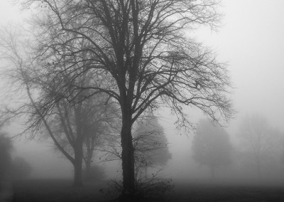 horfield common fog 4