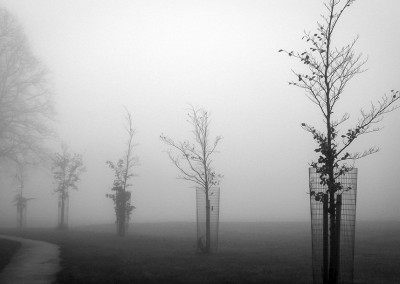 horfield common fog 2