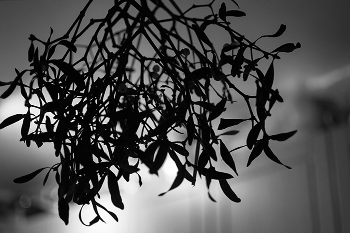 Copyright © Pixeloptica 2015 Mistletoe hanging in the hall at Christmas 2015