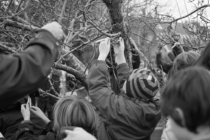 Copyright © Pixeloptica 2015 Tying clouties on the wassail tree at Horfield organic orchard