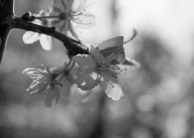 Garden plum tree in blossom - April 2016
