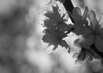 Garden plum tree in blossom - April 2016