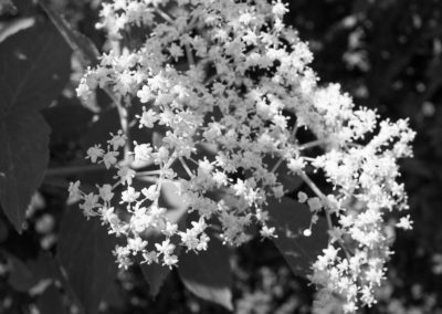 Elderflower blossom in a hedge on Horfield Common June 2016