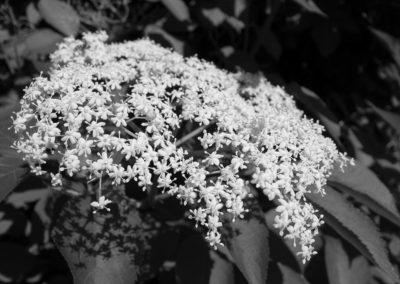 Elderflower blossom in a hedge on Horfield Common June 2016