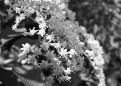 Elderflower blossom in a hedge on Horfield Common June 2016