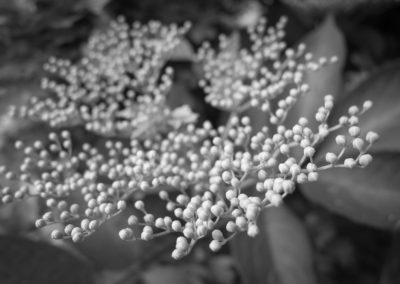 Elderflower buds in a hedge on Horfield Common June 2016