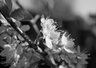 Garden plum tree in blossom - April 2016