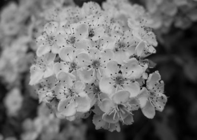 Hawthorn blossom in a hedge on Ashley Vale allotments May 2016