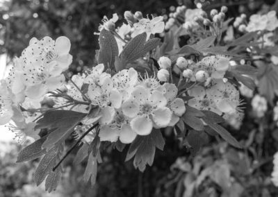 Hawthorn blossom in a hedge on Ashley Vale allotments May 2016