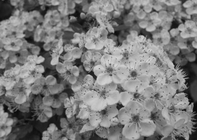 Hawthorn blossom in a hedge on Ashley Vale allotments May 2016