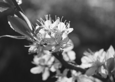 Garden plum tree in blossom - April 2016