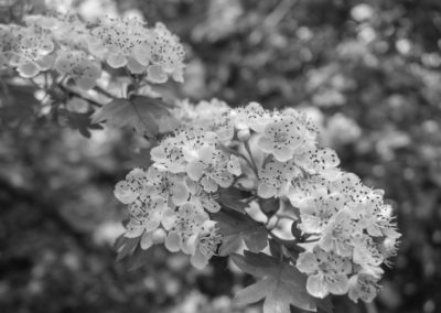 Hawthorn blossom in a hedge on Ashley Vale allotments May 2016