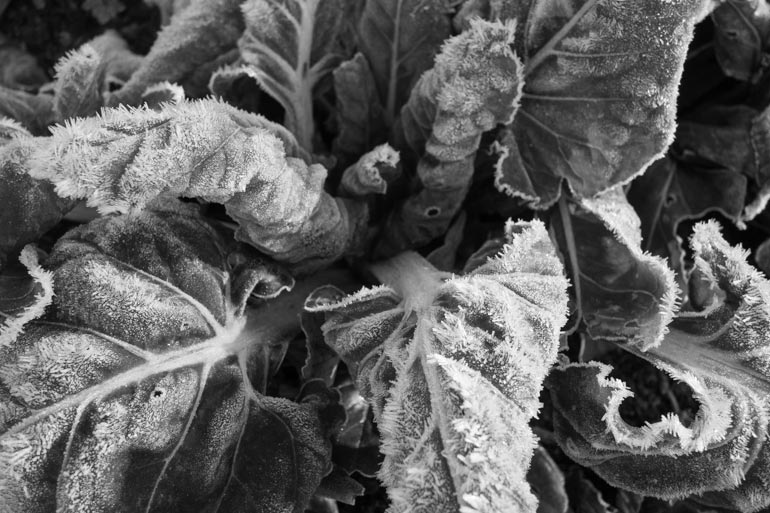 A visit from Jack Frost