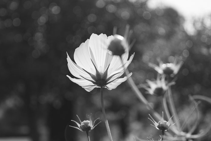 Flower at Court Gardens
