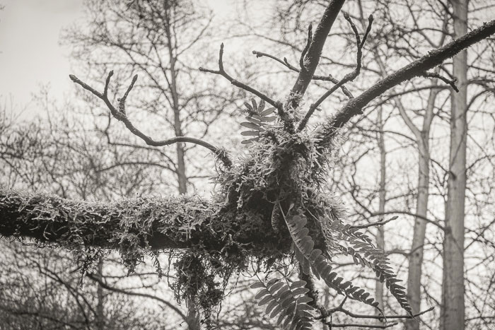A mossy branch at Snuff Mills -January