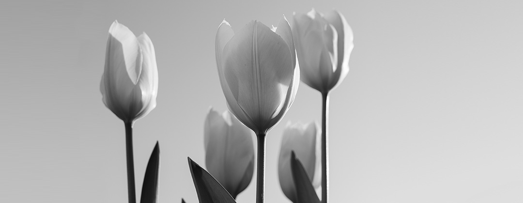 April tulips