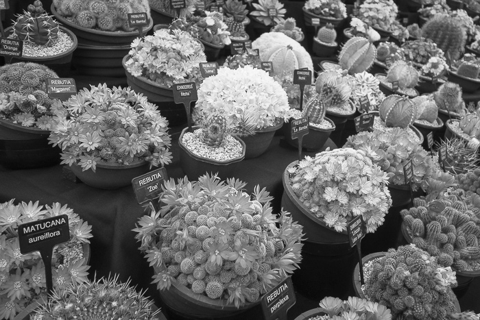 cacti-stall-malvern-spring-show-2022
