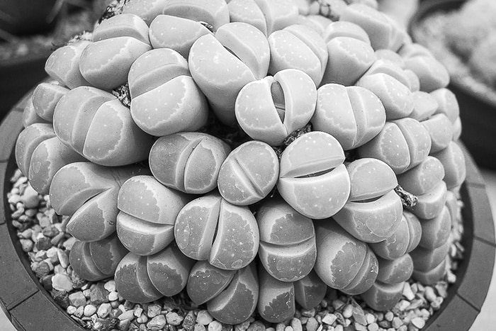 A Lithops plant at the Malvern spring show 2022